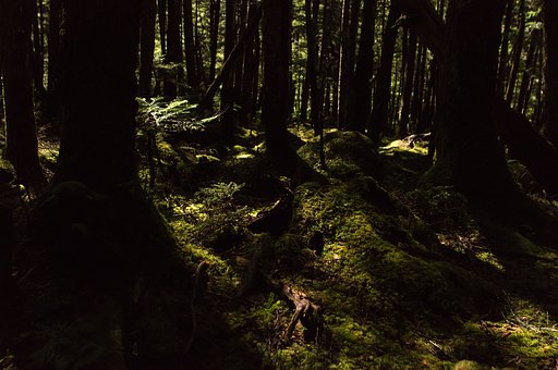 ノクターン_苔の森