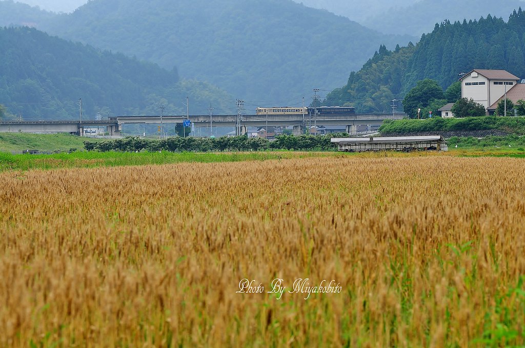 麦秋