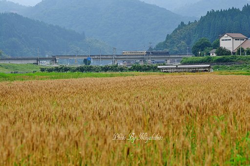 麦秋
