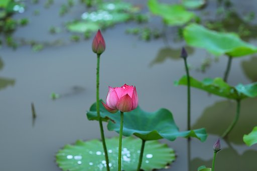 花ハス 開花