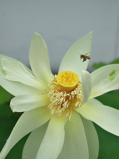 ED 30mm F3.5 Macro
