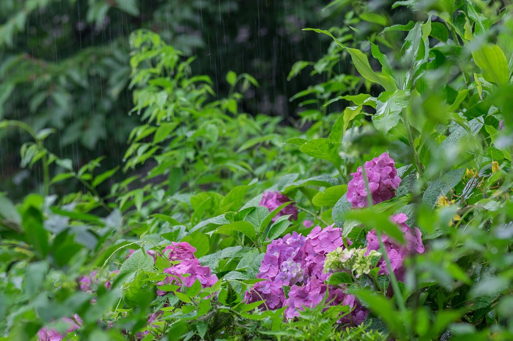 紫陽花といえば