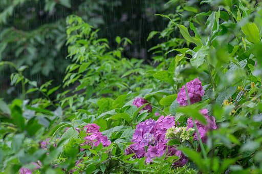 紫陽花といえば