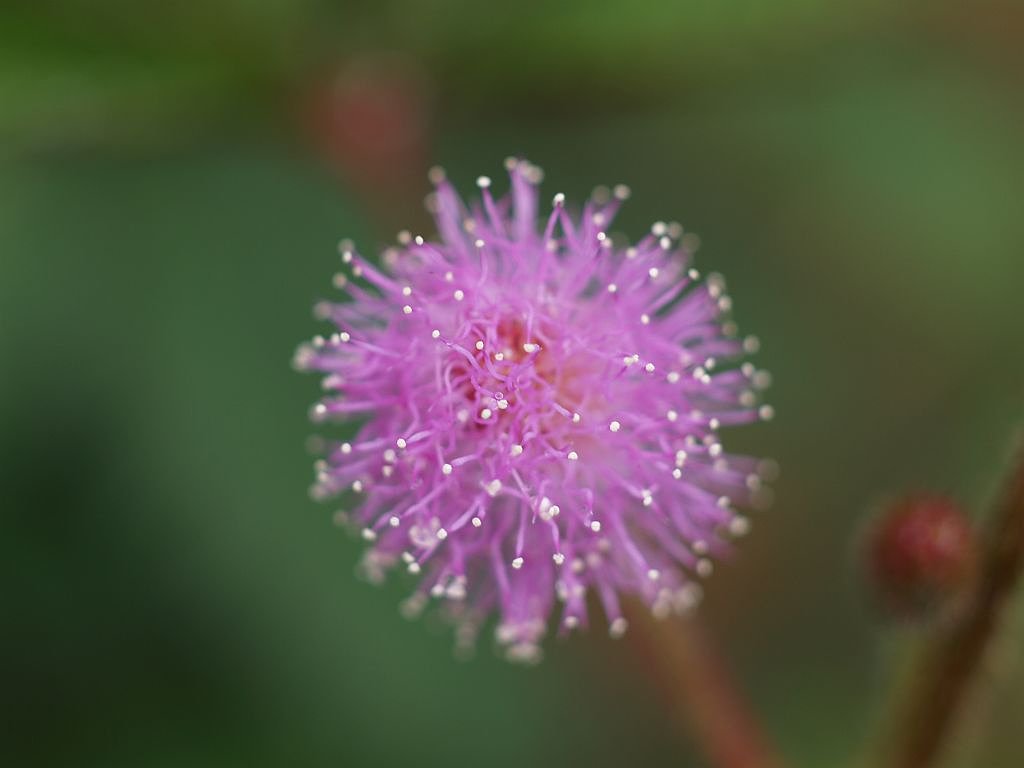 眠り草