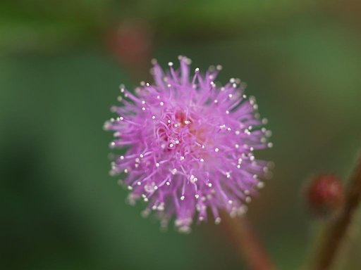 眠り草