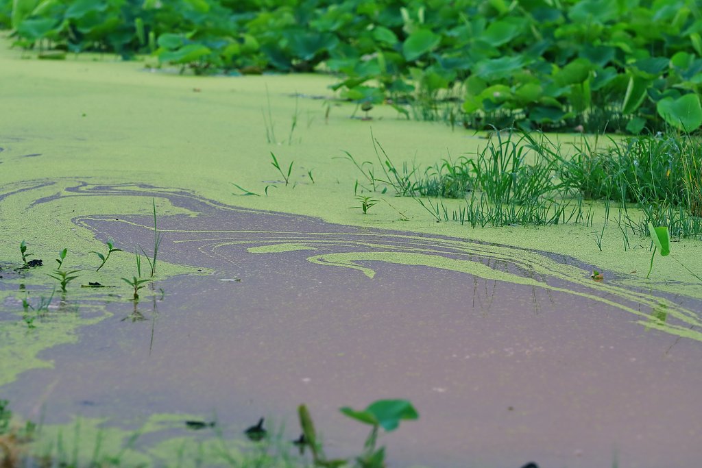 朝の水草