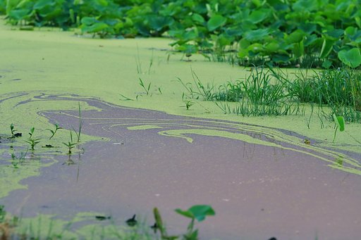 朝の水草