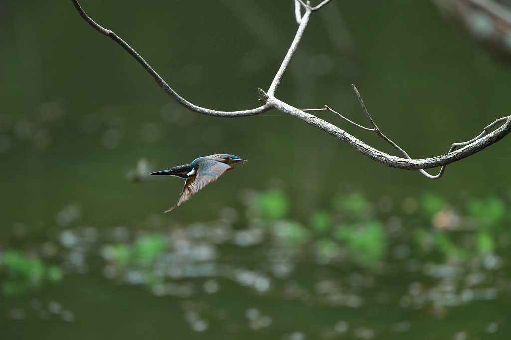 EF500mm F4L IS＋EF1.4Ⅲ