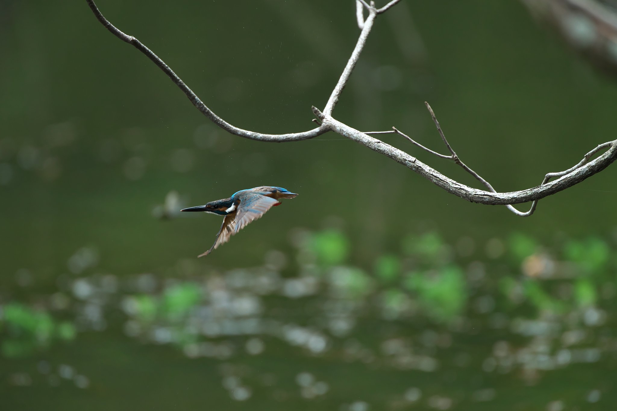 EF500mm F4L IS＋EF1.4Ⅲ