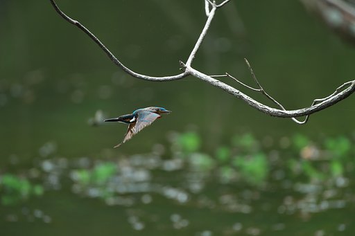 EF500mm F4L IS＋EF1.4Ⅲ