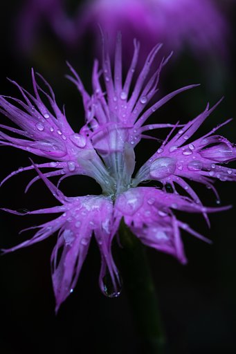 雨のナデシコ