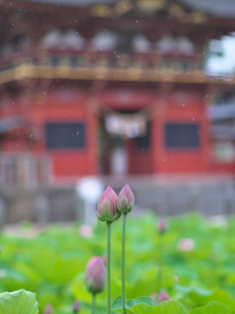蓮池