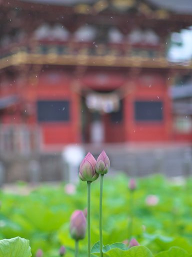 蓮池