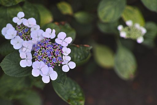 額紫陽花