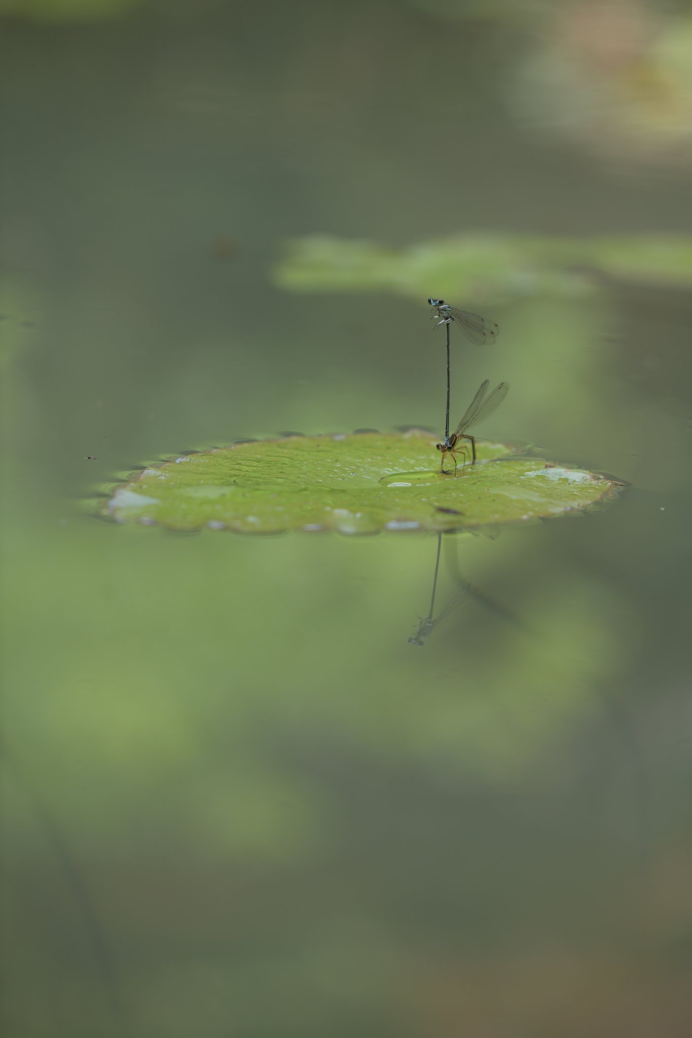 CONTAX  645 120mmF4  AMP　