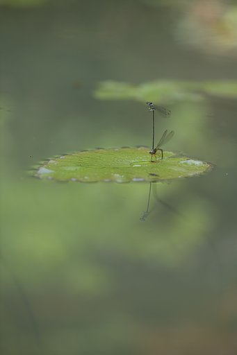 CONTAX  645 120mmF4  AMP　