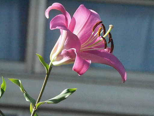 百合の花UP