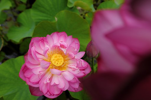XF16mmF1.4