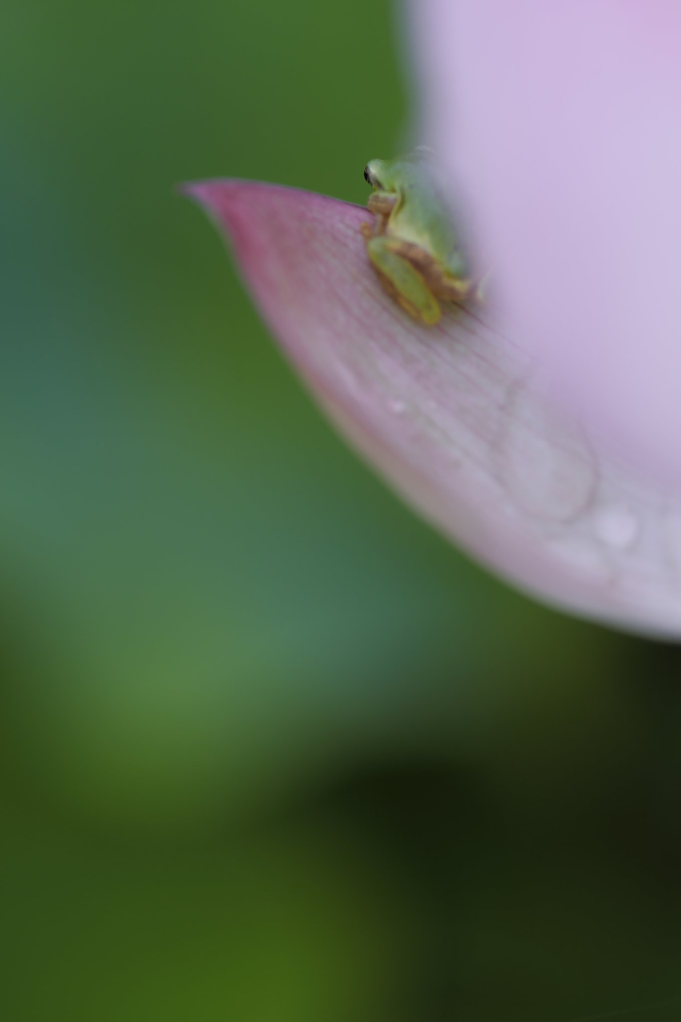 タムロン90㎜F2.8マクロ　172E