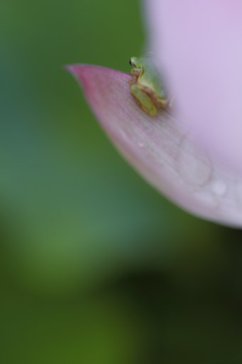 タムロン90㎜F2.8マクロ　172E