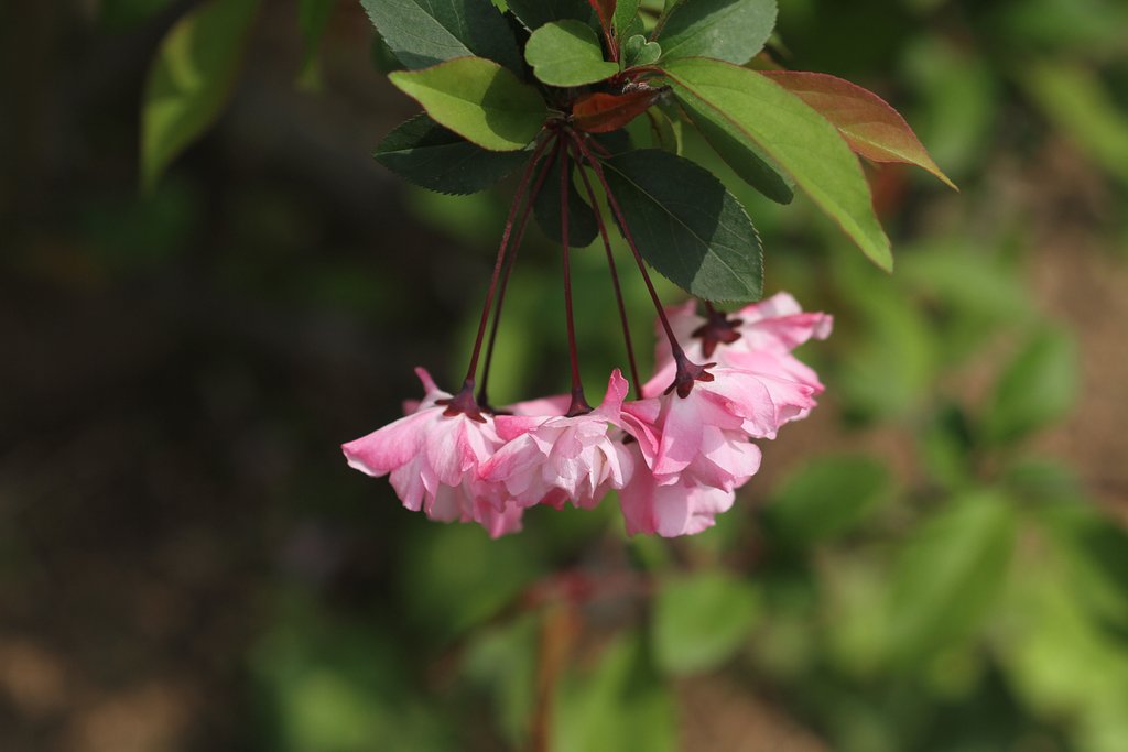 花海棠
