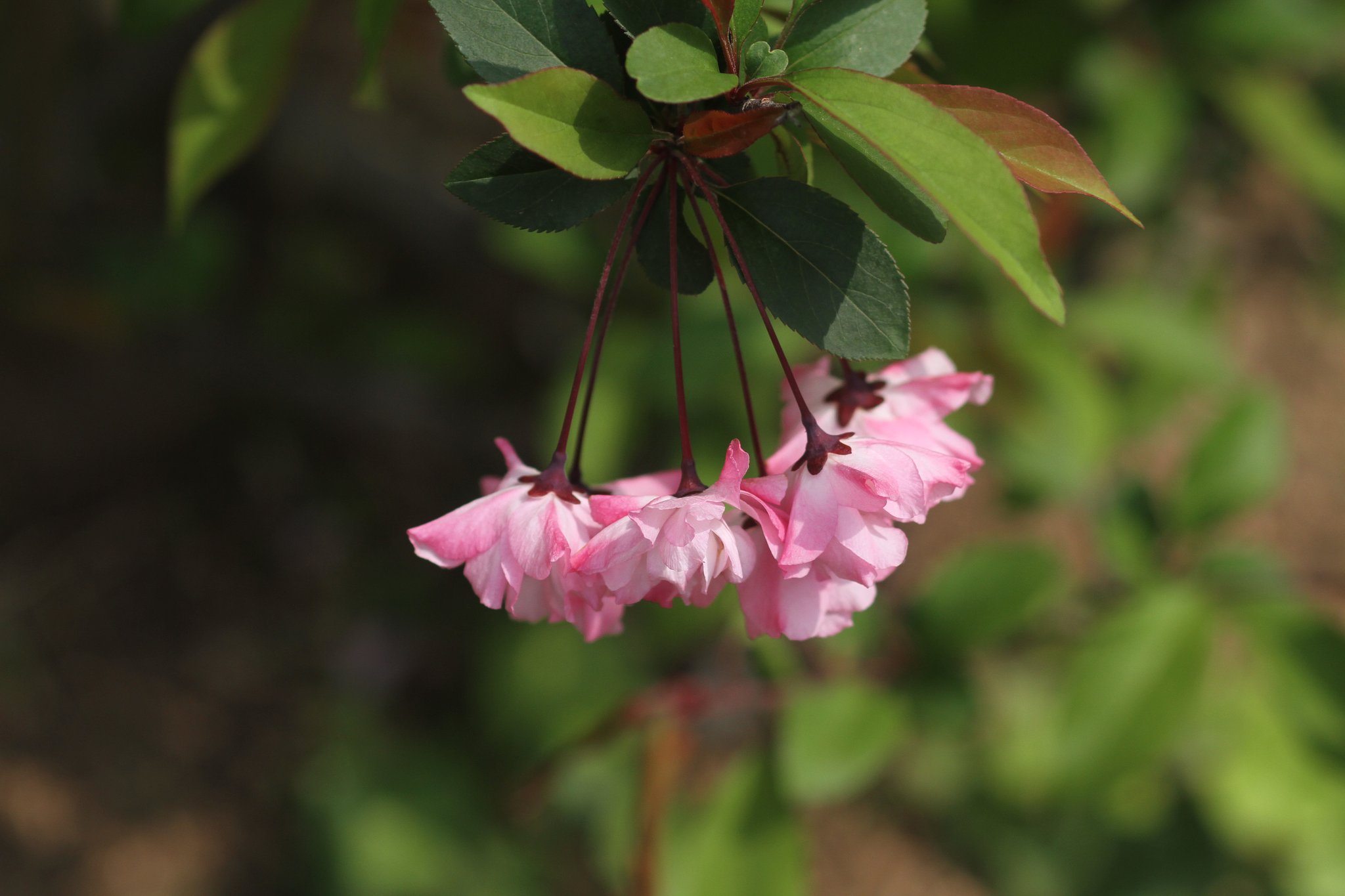 花海棠
