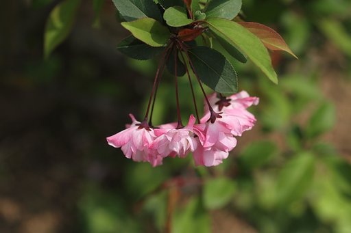 花海棠