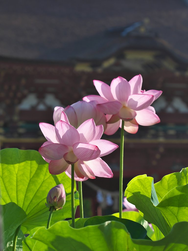 蓮花2