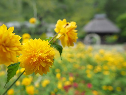 山吹の里