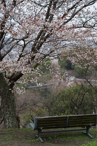 【桜花】山桜