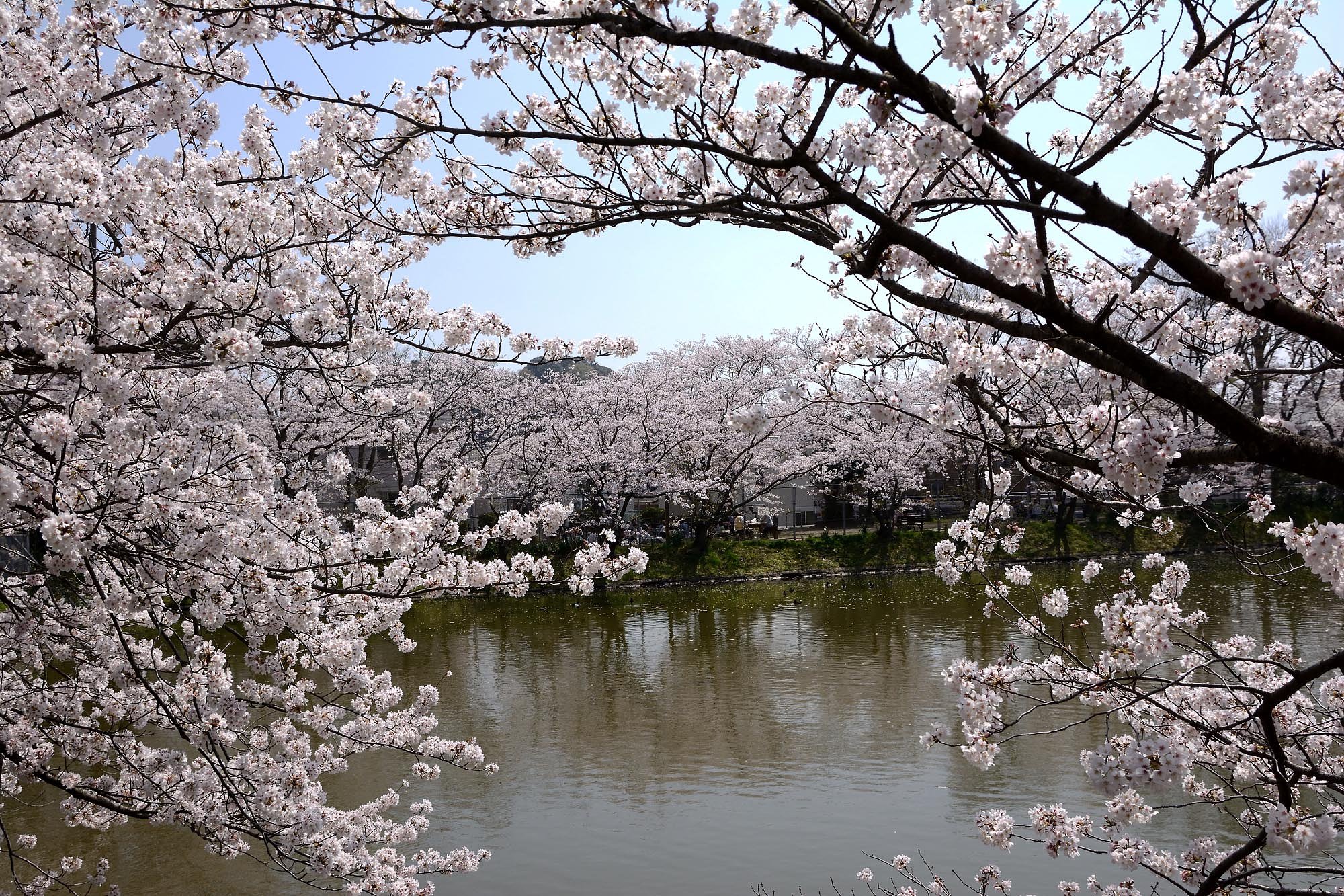 【桜花】谷戸池の桜