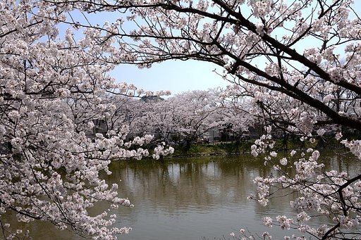 【桜花】谷戸池の桜