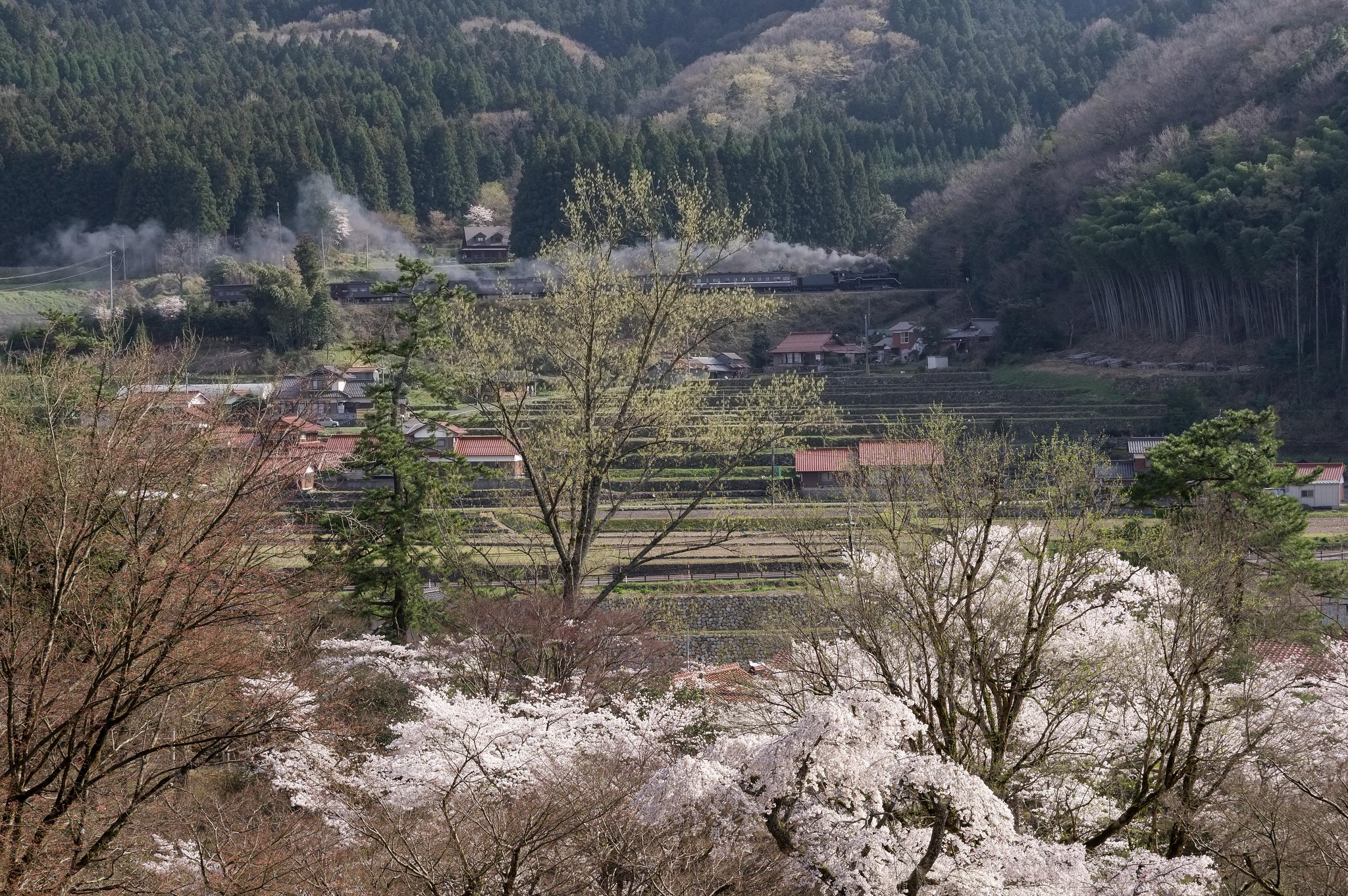 【桜花】遠くで汽笛　