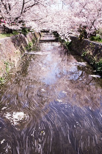 流るる春。。（縦構図Ver）