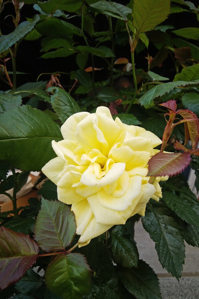 春薔薇一番。