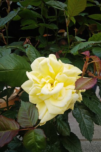 春薔薇一番。