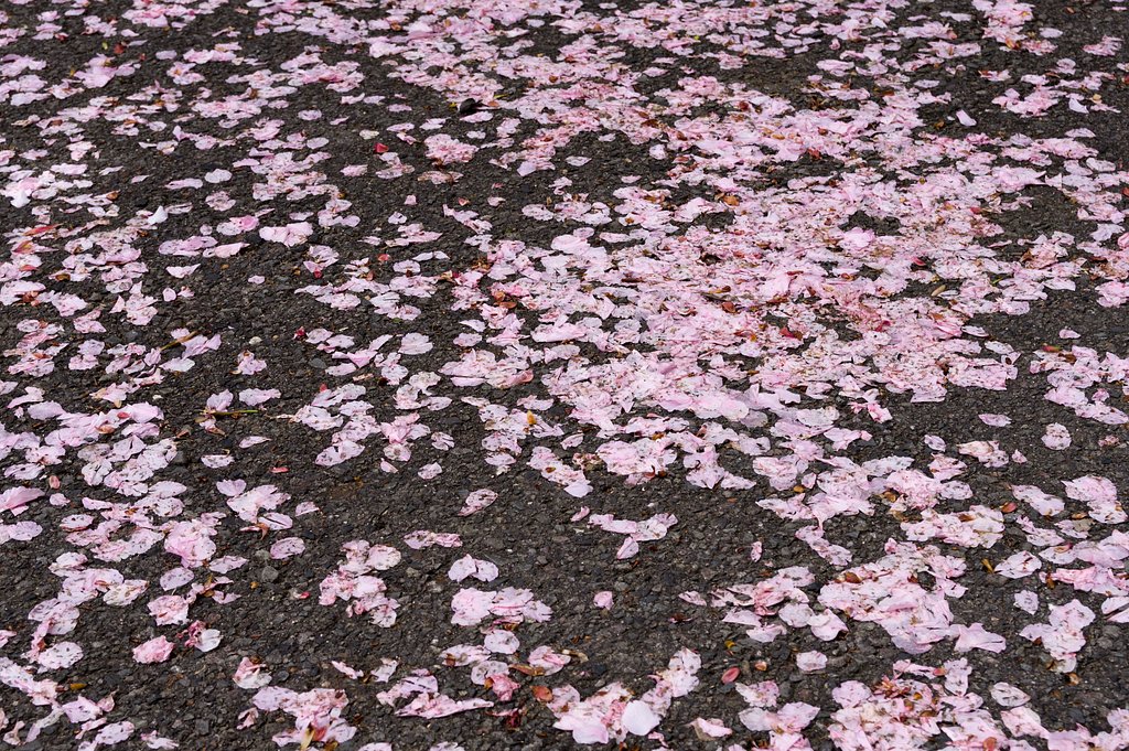 【桜花】散り桜