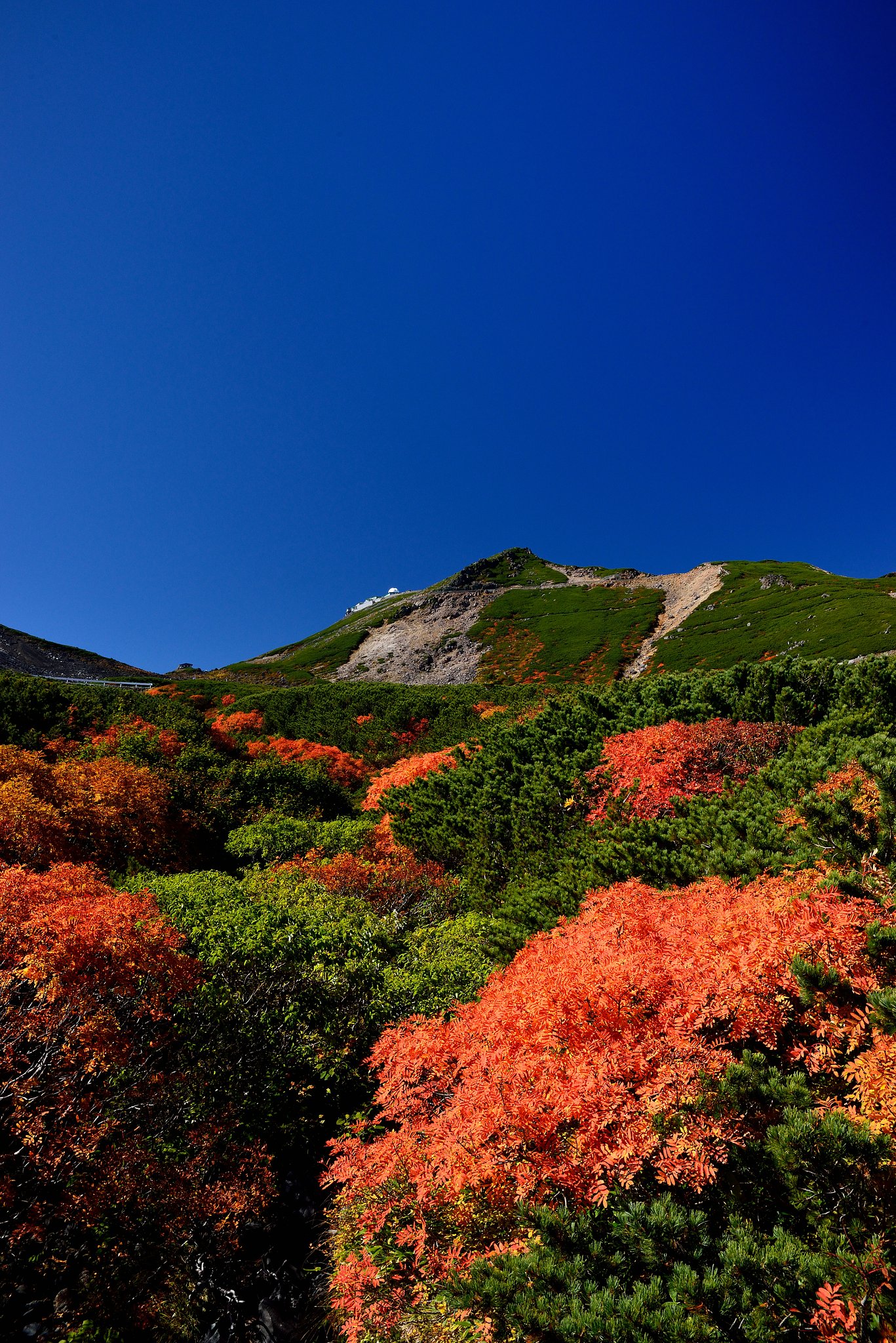 紅葉を行く