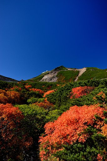 紅葉を行く