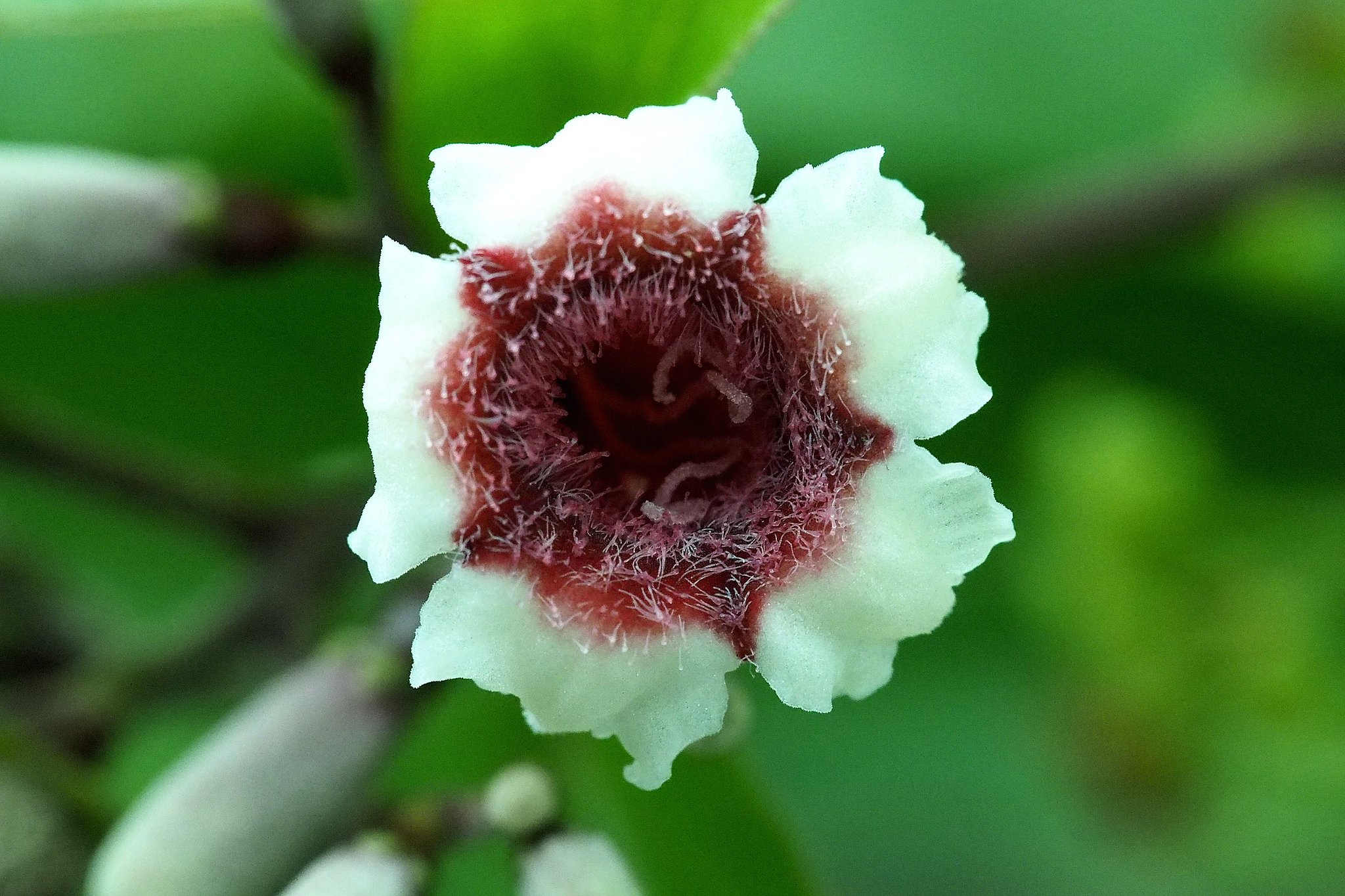 変わり花３
