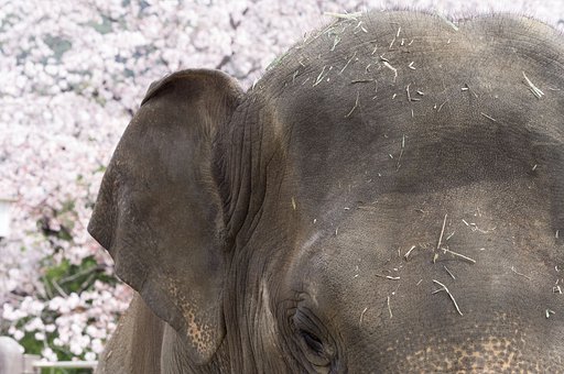 【桜花】象