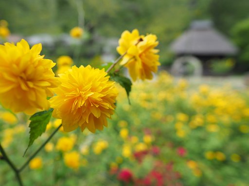 山吹の里歴史公園