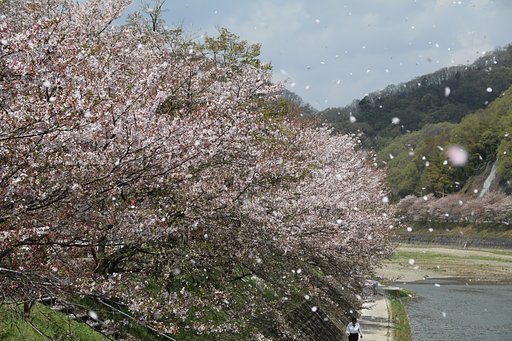 サクラふぶき