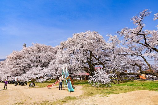 【桜花】ドライブ紀行  日本一の学校桜