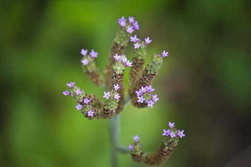 小さな野の花