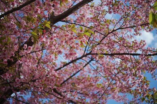早咲きの桜