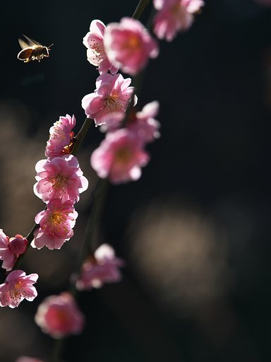 飛びの季節