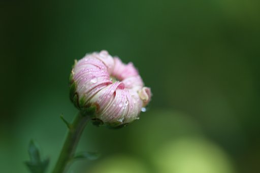 蕾