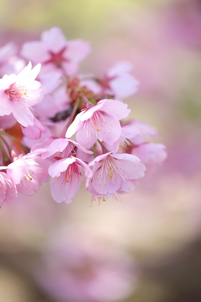 寒桜