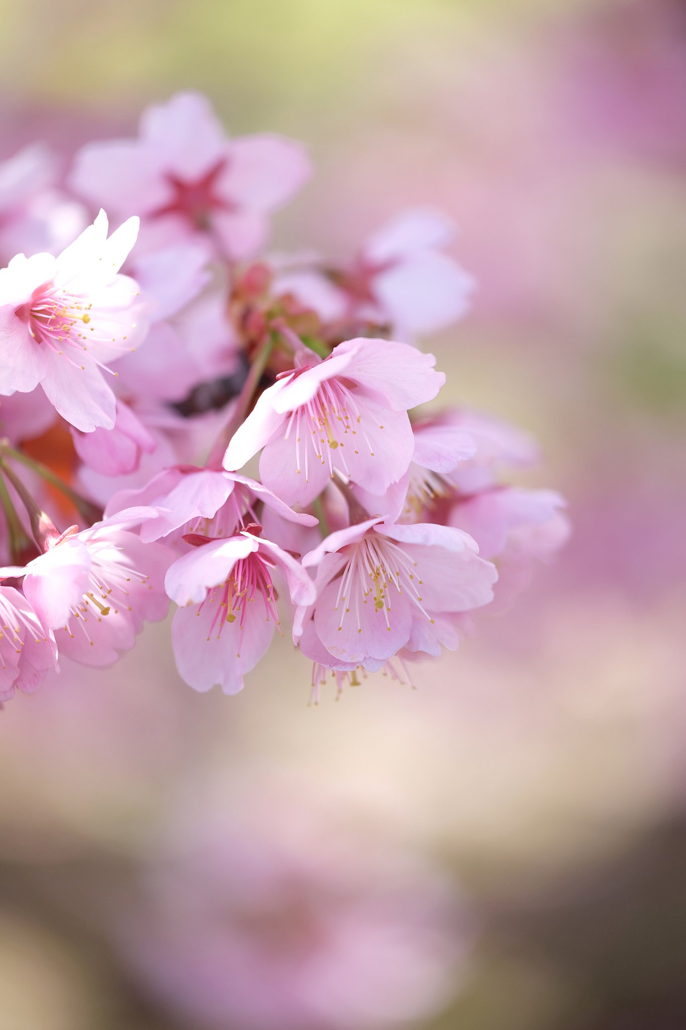 寒桜
